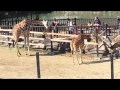 福山市立動物園 の動画、YouTube動画。