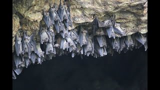 Bat Cave Ambiance to sleep or study to (Black Screen) | Relaxed On Sunday screenshot 5