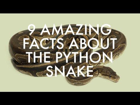 9 AMAZING FACTS ABOUT THE PYTHON SMAKE - YouTube
