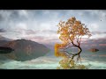 Beautiful Tree Landscape Background Video, Nature Video 4K