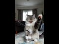 Fluffy Baby Cat Tries to Catch the Camera #kingkong #beautiful #like #instagram #instagood #love