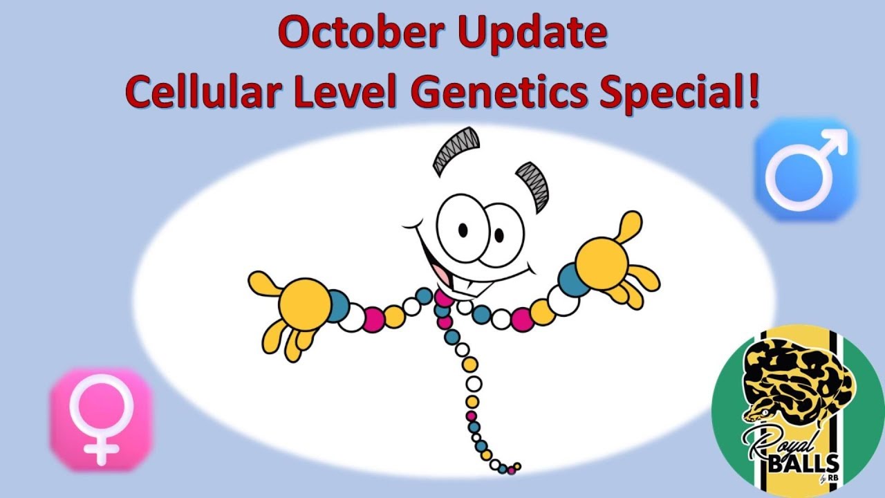 Breeding Ball Pythons; October roundup - YouTube