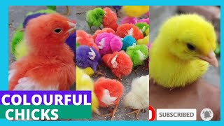 World Chickens, Colorful Chickens, Rainbows Chickens, Rabbits,Cute Animals🐥🐣Chick's, #youtubeshorts