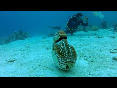 Palau Chambered Nautilus