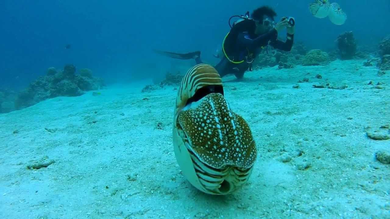 Palau Chambered Nautilus YouTube