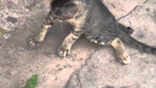 More of Moo Moo the Thai handicapped kitty showing off his cuteness