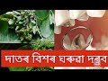 2 minute ot ghorua poidhotit dator bikhor dorob....#assamese vlog