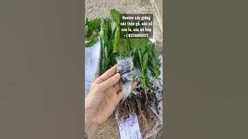 Review cây giống cúc thân gỗ, cúc cổ sơn la, cúc mi kép📲0374886977 #cucthango #cúc_cổ_sơn_la #cúc_mi