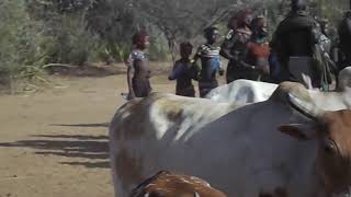 حفل قبيلة المطرقة The Hammer Tribe Ceremony