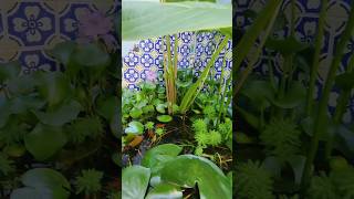 Estanque de plantas y peces #oaxaca #hostel #travel #viajes #hospedaje