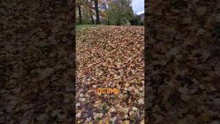 Осеннее настроение