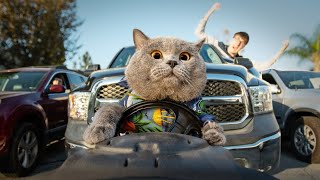 ПРИКОЛЫ 2019 КОТЫ Приколы с кошками 2019 Cмешные Кошки Funny Cats ПРИКОЛЫ 2019 КОТЫ Приколы с кошками 2019 Cмешные Кошки Funny Cats
