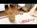 「寝るよ！」と言うとベッドに移動して寝る猫が可愛い！