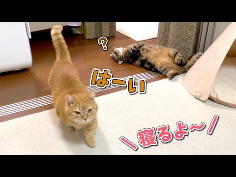 「寝るよ！」と言うとベッドに移動して寝る猫が可愛い！