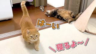 「寝るよ！」と言うとベッドに移動して寝る猫が可愛い！