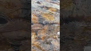 Perholitkan Uittaminen Uppopallon Avulla.