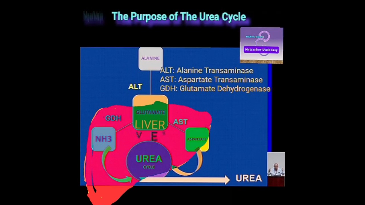 Amino Acid Metabolism: No Storage, Immediate Use