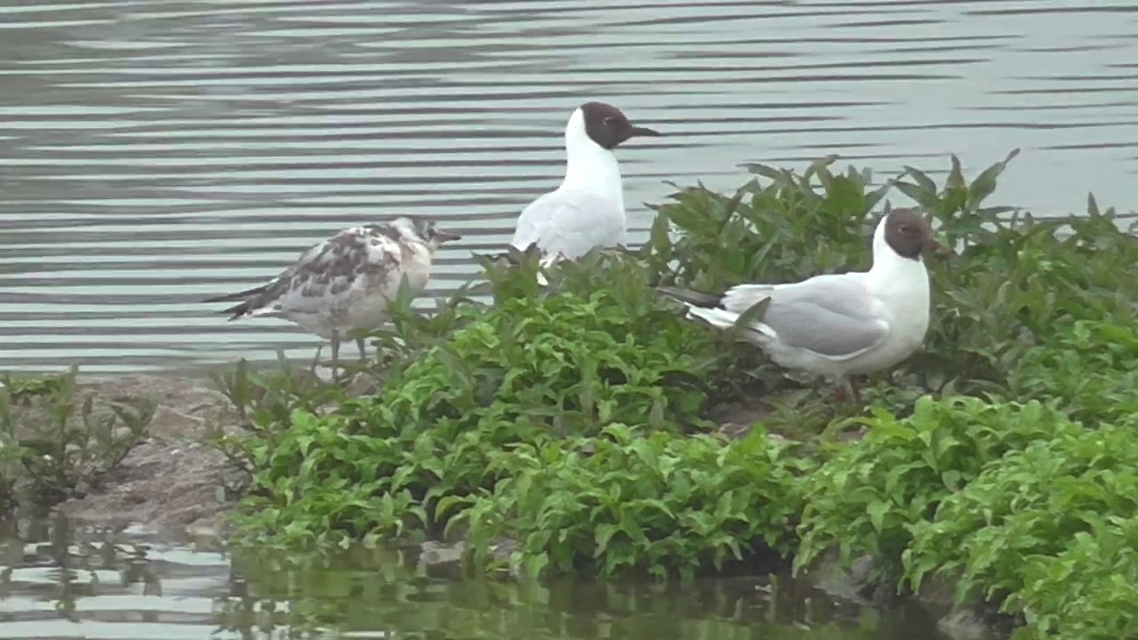 rain man Black Headed Gull Juvenile Baby Birds at Upton Warren UK