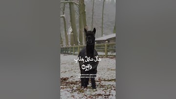 سورة المعارج 🌹🌹 الشيخ أحمد العجمي 🌷🌷  تلاوة خاشعة ورائعة 🌿🌿