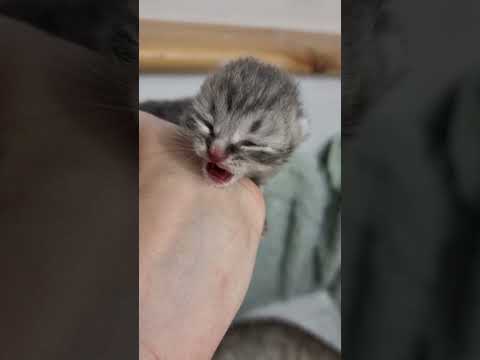 Новорожденный котенок кошки Хлои очень крикливый, громко мяукает  #котята