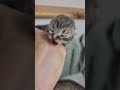 Новорожденный котенок кошки Хлои очень крикливый громко мяукает котята