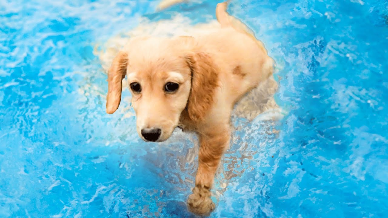 MOOS Gaat ZWEMMEN Voor De EERSTE KEER!