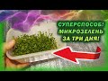 МИКРОЗЕЛЕНЬ дома выращивание без земли за ТРИ дня СУПЕРСПОСОБ! Микрозелень на подоконнике без земли!