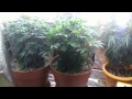 Bubba Kush CBD DINAFEM from seed to week 6 Bubba Kush CBD DINAFEM from seed to week 6