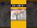 現在のクローン羊ドリー #不思議