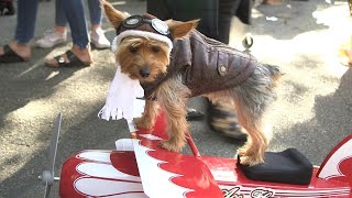 Dogs Dressed In Elaborate Halloween Costumes Compete In Top New York City Parade