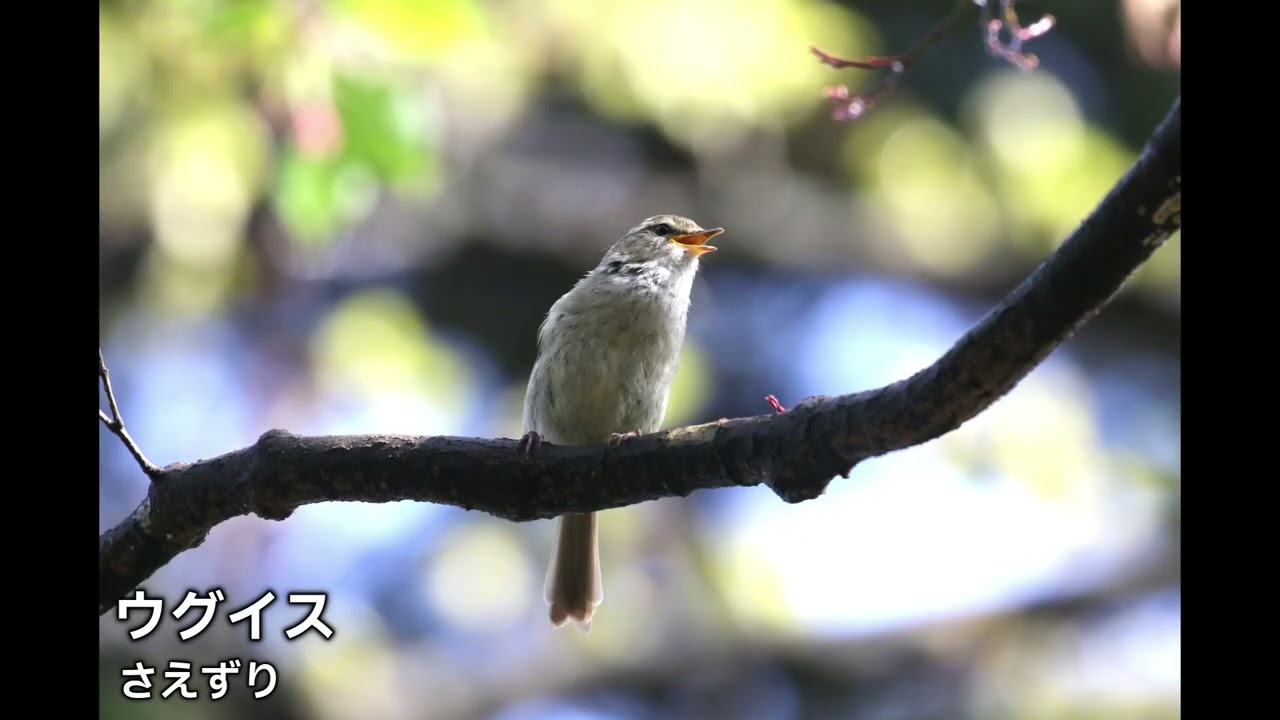 ウグイス（さえずり） - YouTube