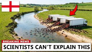 Beavers Were Released Into a Dead River in England — What They Built Changed Everything