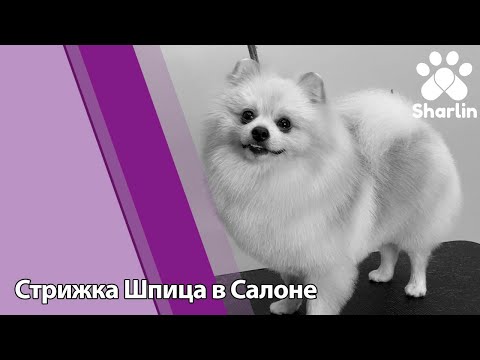 Салонный груминг шпица. Как стричь шпица в салоне?