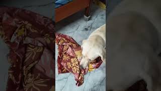 irrukupoya 😤#dog #labrador #viral #pets #funny #telugu