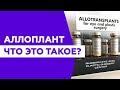 Что такое аллоплант