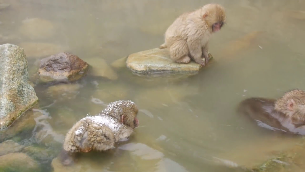 Snow Monkey 01 Cute Baby Monkeys Youtube Snow Monkey 01 Cute Baby Monkeys Youtube