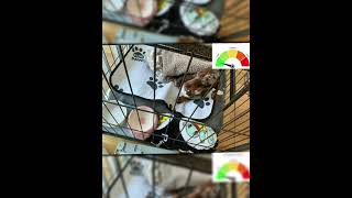 POV:￼ when I’m taking a picture of my dog #funny #meme #fypシ #trend #capcut #dog