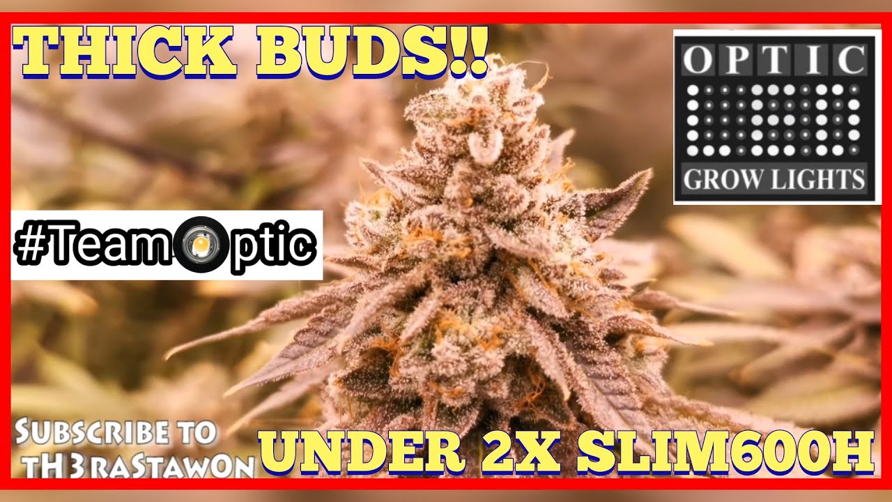 Beautiful 2x Slim 600H Garden in Full Bloom Flower Room