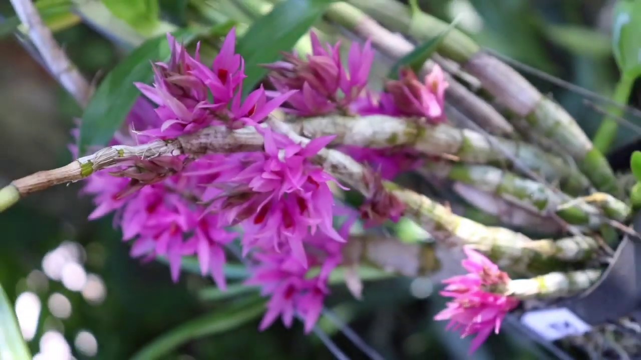 All about the Dendrobium bracteosum  - Species Orchid Review
