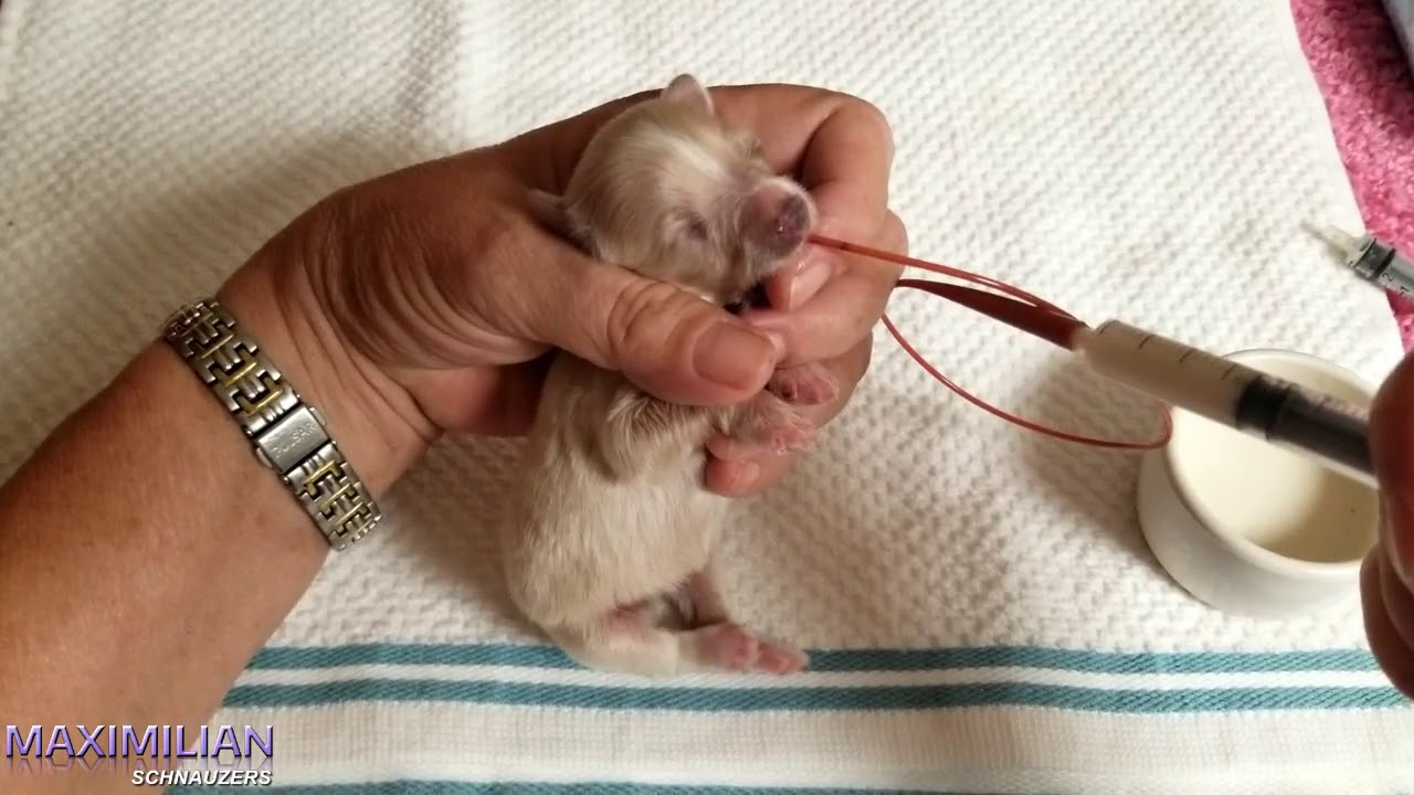 Can A Puppy Live With A Cleft Palate?