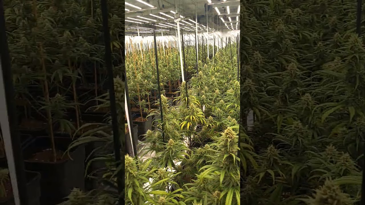 Super Silver Haze. Erholungs zeit 