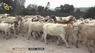 ÇOBANLA BAŞBAŞA/MANYAS-BALIKESİR
