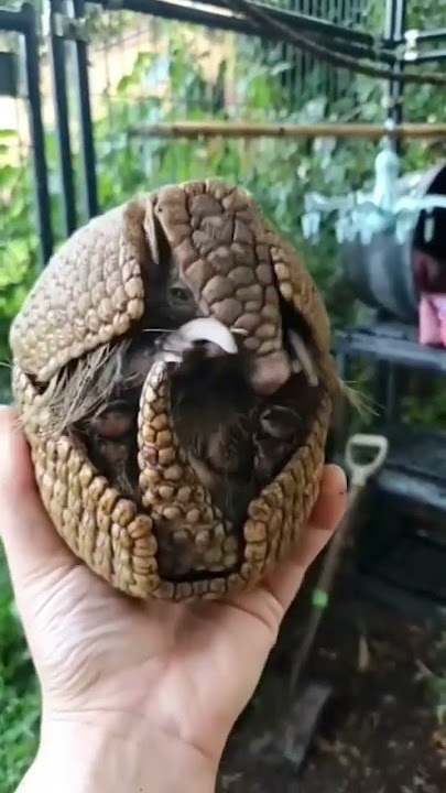 Indian pangolin #youtube #shorts #trending