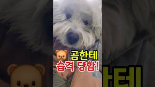곰이야 ? 강아지야 ?ㅋㅋ #삽살개짱아#삽살개 #백허그#강아지개인기#강아지영상 #어부바 #강아지쇼츠 #강아지일상 #귀여운강아지
