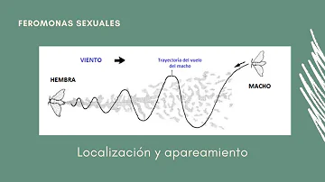 ¿Dónde se producen las feromonas en insectos?