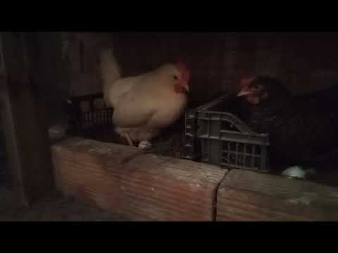 Το leghorn γεννάει