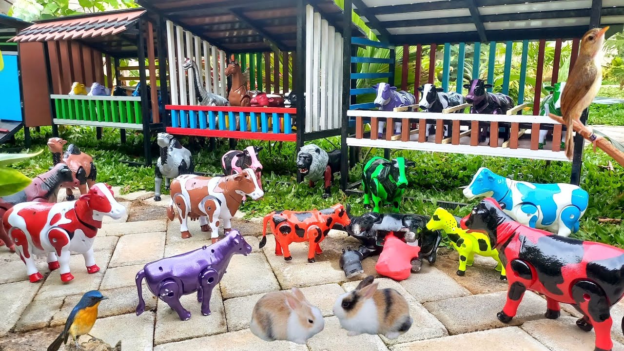 Waow ‼️ Proses Melahirkan Cesar Sapi Jumbo | Angkut Kelinci Lucu Dan Kuda