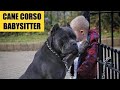 The Best GIANT Family PROTECTION DOG 💥 CANE CORSO - Ultra Power Massive Guardian Dog