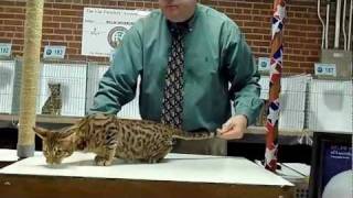 Kitten Class Rick Hoskinson