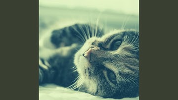 Pulsating Ambiance for Relaxing Cats